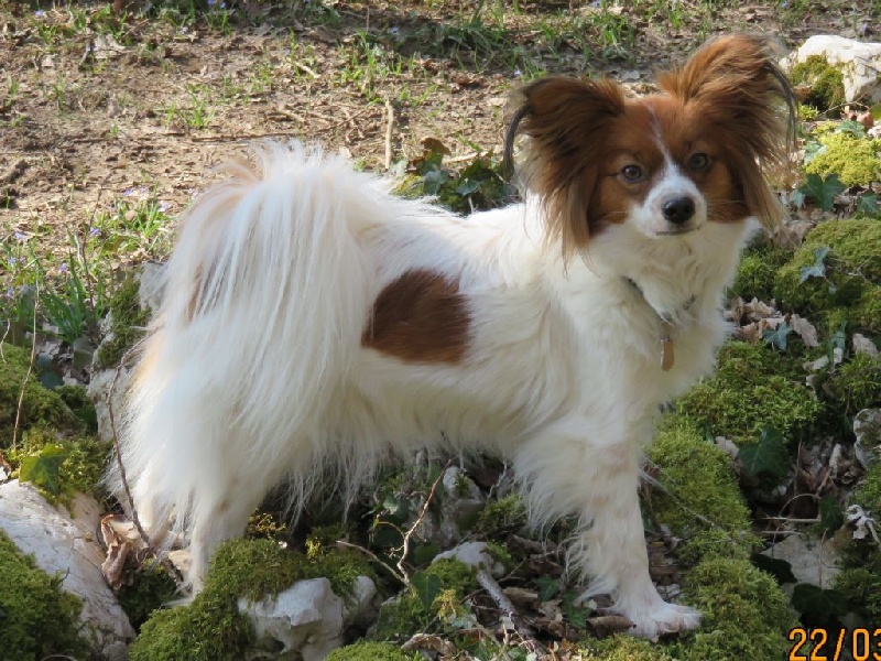 Ivanah dite tséring Du logis de beaumanoir