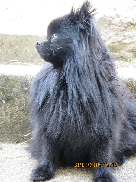 Hambrosine des Seigneurs de la Vallée de l'Isle