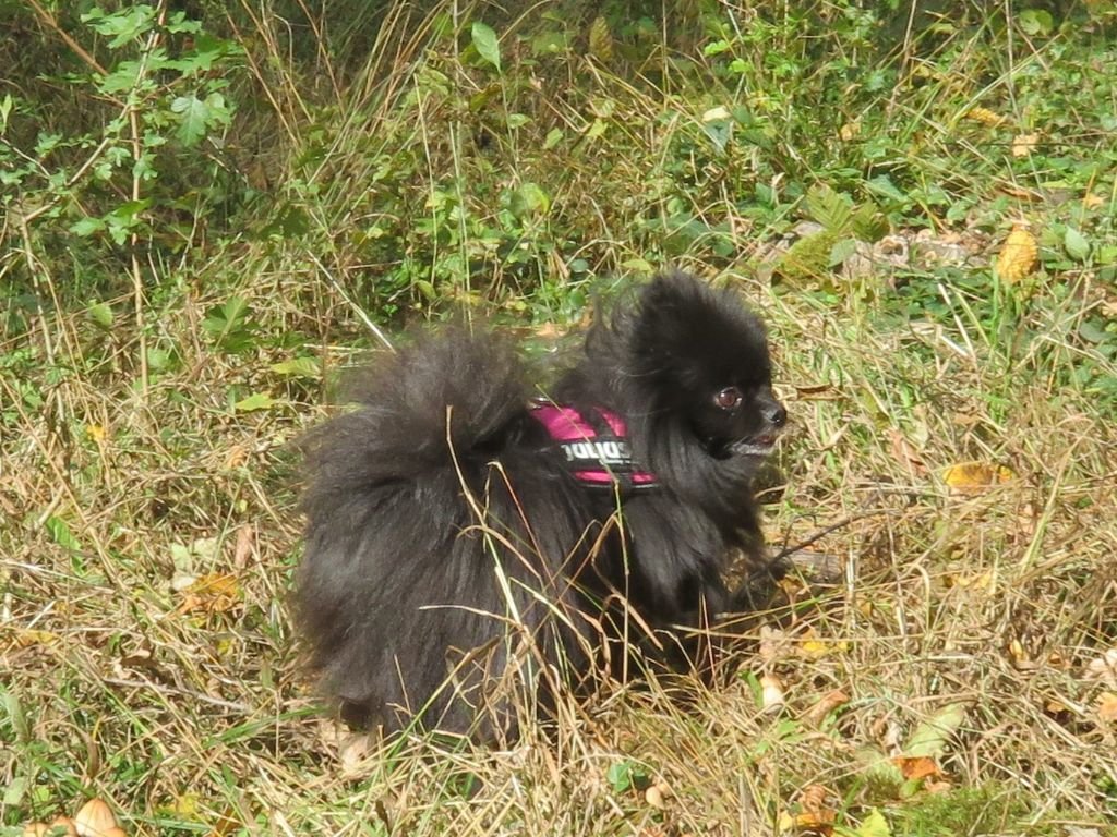 Hambrosine des Seigneurs de la Vallée de l'Isle