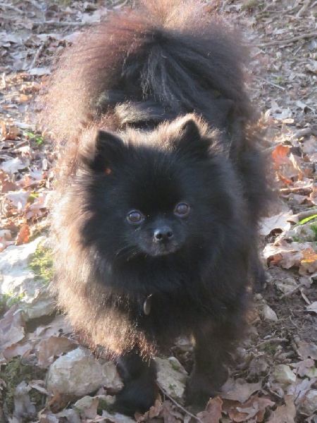 Hambrosine des Seigneurs de la Vallée de l'Isle