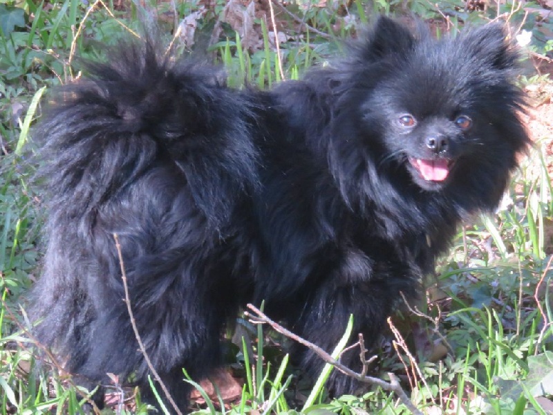 Hambrosine des Seigneurs de la Vallée de l'Isle