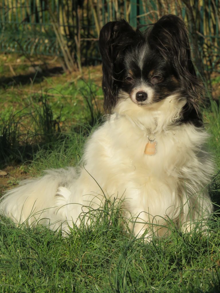 Isaure Des Douces Alsace