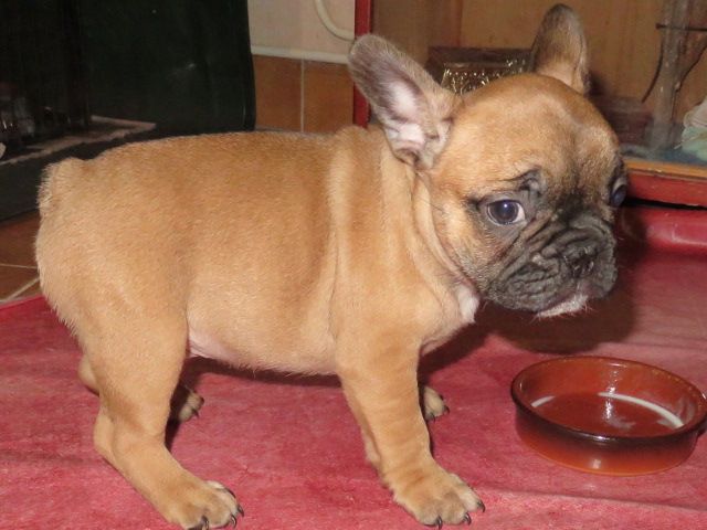 Les bébés bouledogues